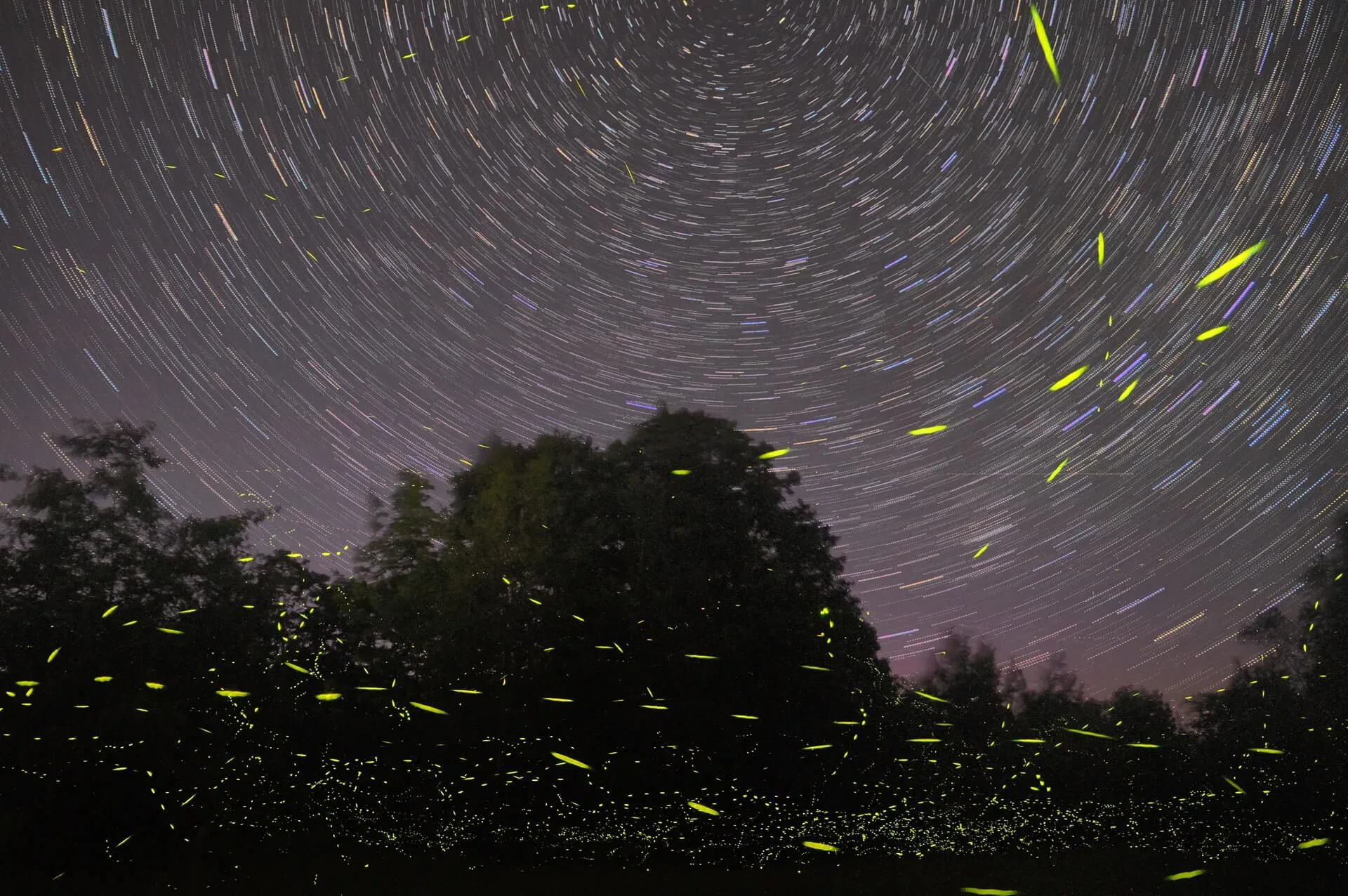 Fireflies glowing among the bushes at night